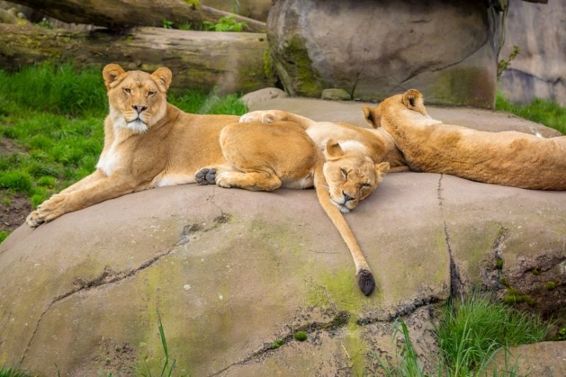 Oregon Zoo lions, Portland Max train to get to the Oregon zoo