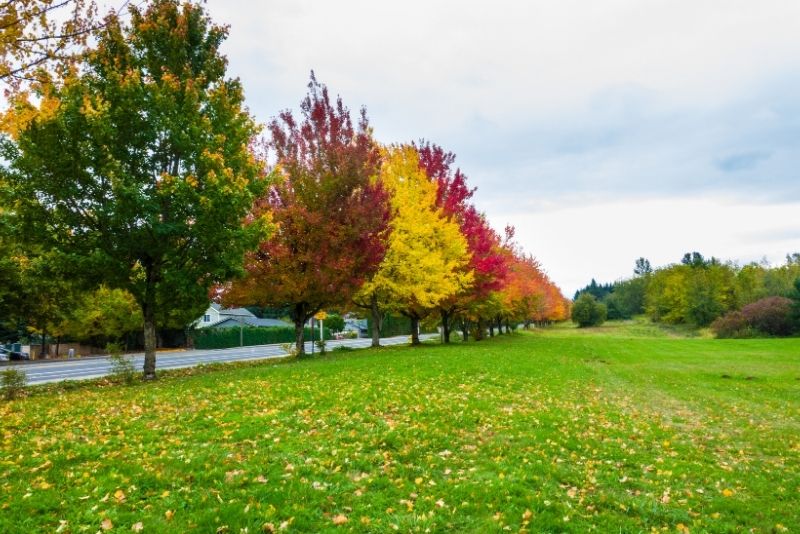 Troutdale park with fall foliage near Portland Oregon, Where to live when moving to Portland Oregon