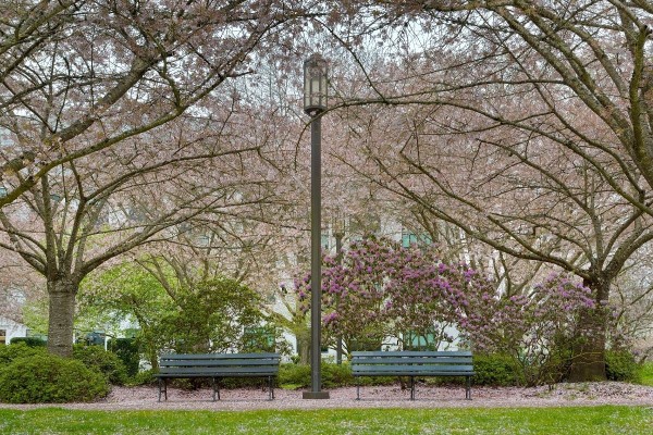 cherry blossoms in Salem Oregon, pros and cons of living in Salem Oregon, PDX real estate