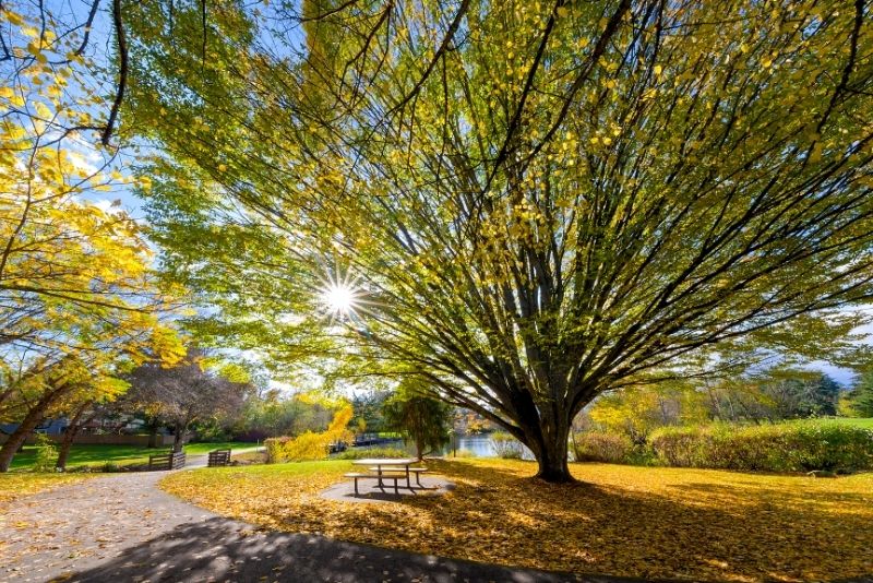 view of a Beaverton Oregon park in the fall, living in portland vs beaverton oregon
